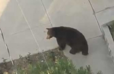Bear on the Street