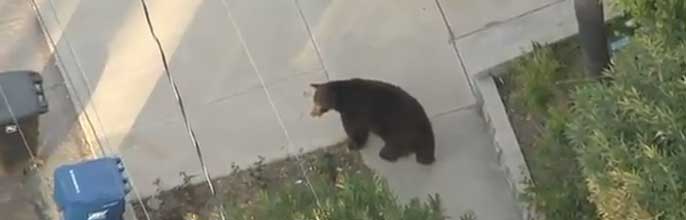 Bear on the Street