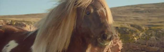 Three – The Pony